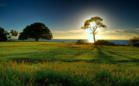 Alone tree