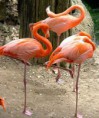 /album/%cf%86%ce%bb%ce%b1%ce%bc%ce%af%ce%bd%ce%b3%ce%ba%ce%bf-/flamingos-1-jpg/